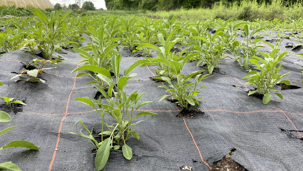 Salbei wächst im Freiland, dahinter Oregano, die Vliese werden immer wieder verwendet.