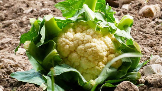 Blumenkohl