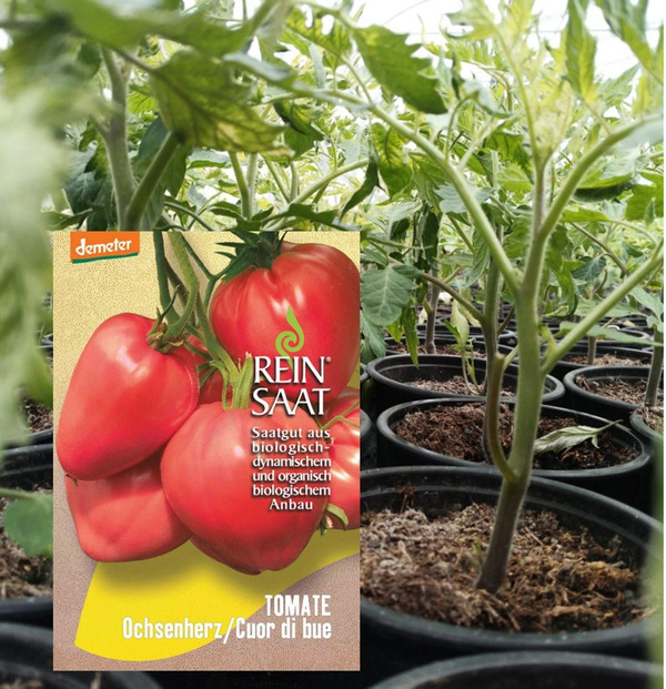 Produktfoto zu Tomate petit Coeur de Beuf - kleines Ochsenherz