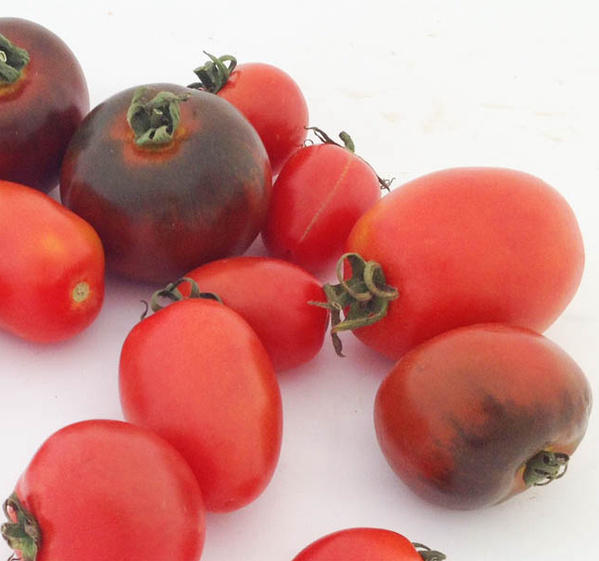 Tomaten aus der Region TUT GUT!