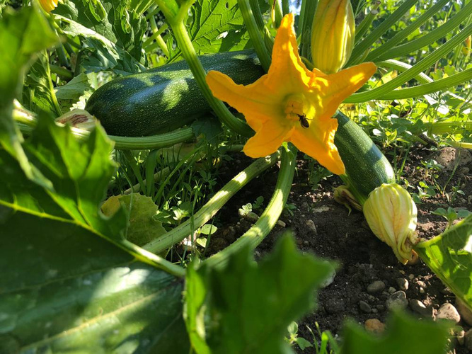 Zucchini am Amperhof
