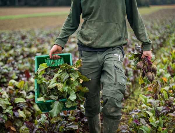 Rote Bete - frisch vom Feld - Copyright Ökokiste e.V.