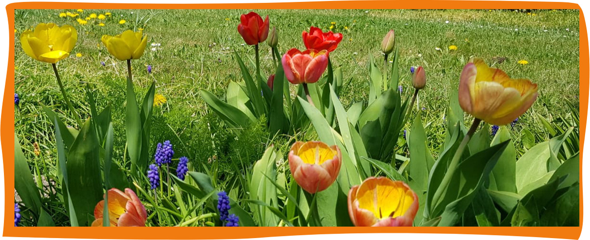 Bunte Tulpen und Traubenhyazinthen blühen auf einer Wiese.