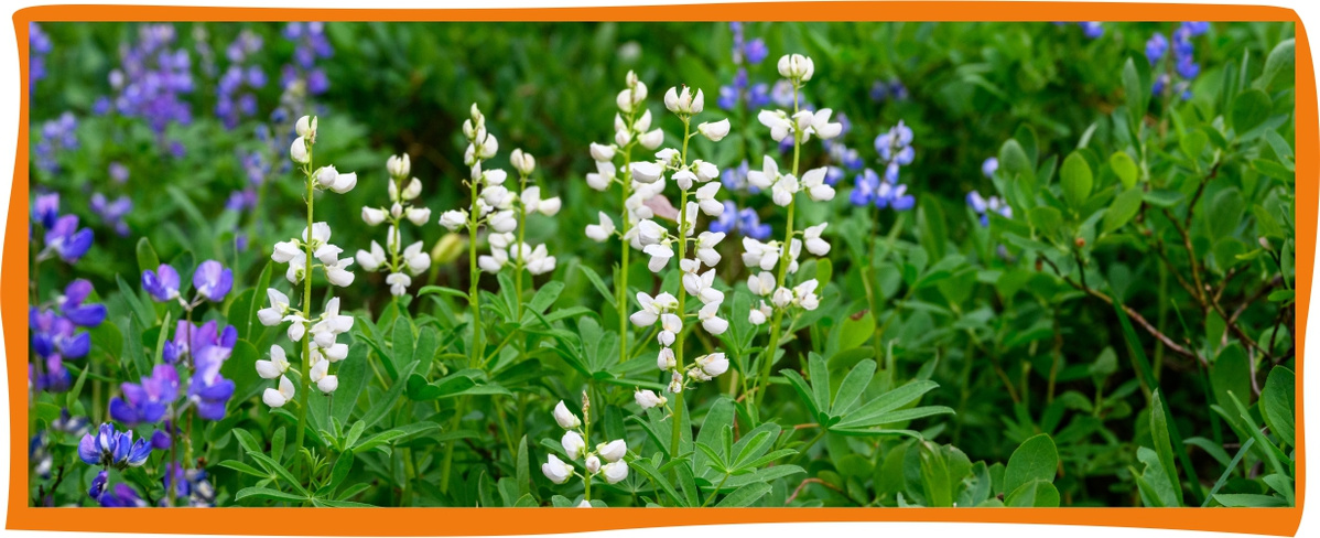 Kundenbrief als PDF öffnen